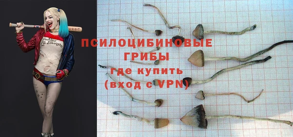 прущие грибы Абаза